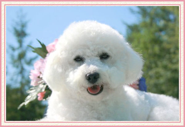 Un petit chien blanc couché