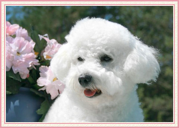 Le beau regard d'un chien