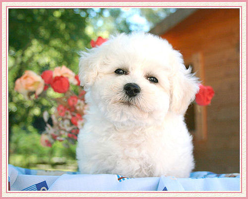 Un chiot bichon frisé