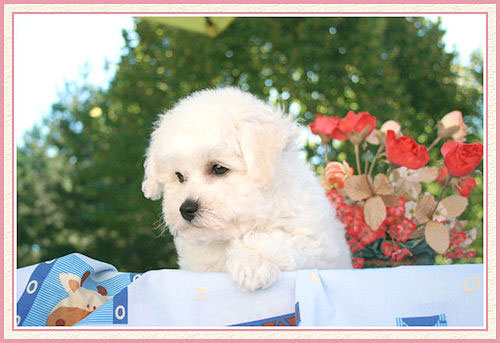 Le chiot dans la nature