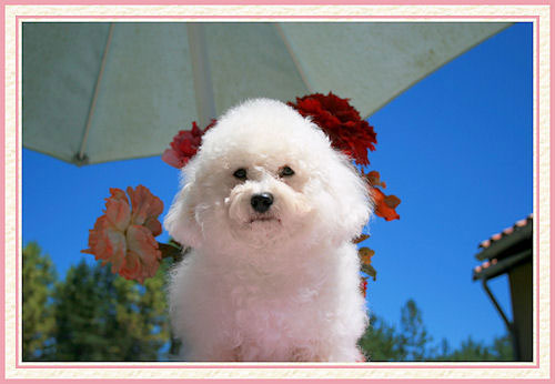 Une chienne sous un parasol vert