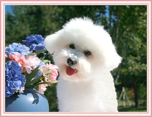 Un bichon et des fleurs dans un vase bleu