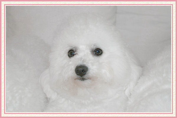 Un chien blanc sur un fond blanc