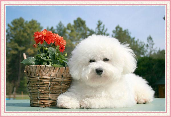 Un bichon blanc et fleurs rouges