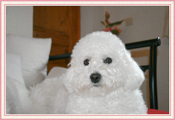 Un chien qui nous regarde