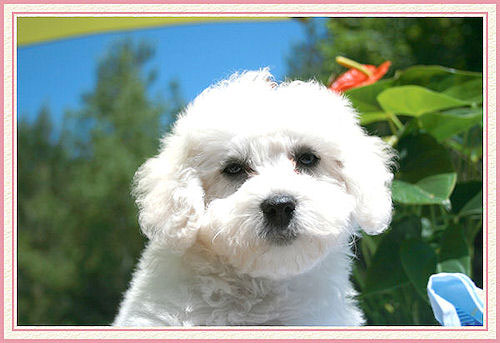 Un chiot dans la nature