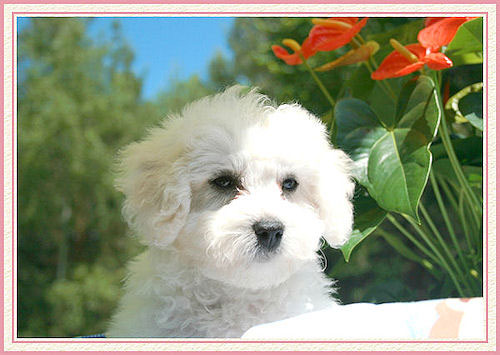 Un petit chiot blanc avec des fleurs rouges