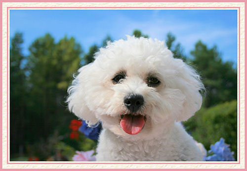 Un chien bichon qui tire la langue