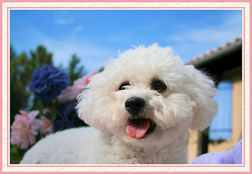 Un bichon frisé qui tire la langue