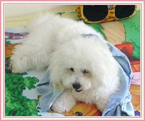 Un chien blanc sur un lit