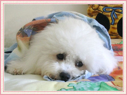 Un petit chien blanc qui se repose