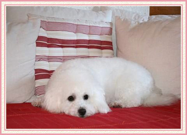 Un chien blanc sur un canapé