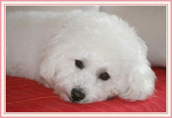Un chien blanc couché