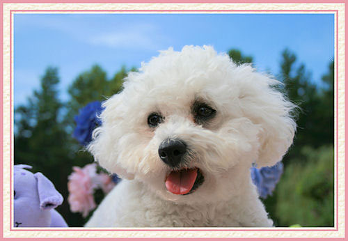 Portrait de chien