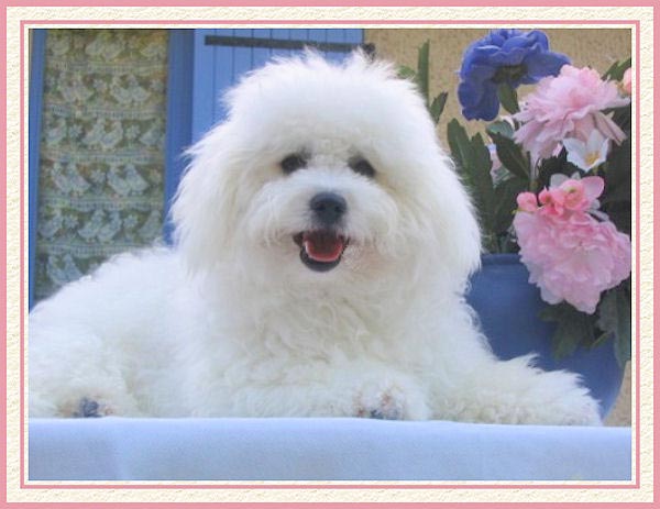 Un chien blanc et fleurs bleues