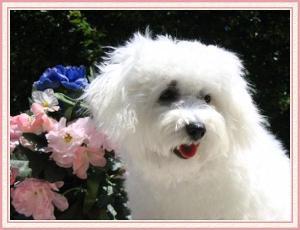 Un bichon frisé qui tire sa langue rose