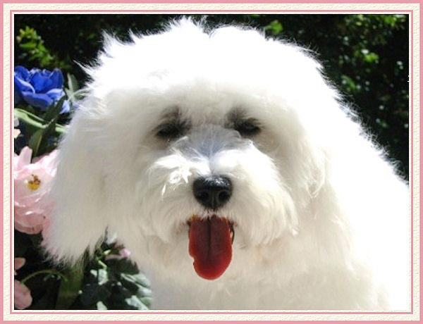 Un portrait de chien blanc