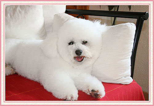Un petit chien blanc qui tire la langue