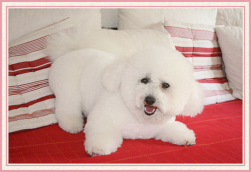 Un chien couché