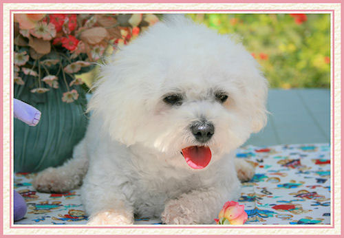 Un chien bichon qui veut jouer