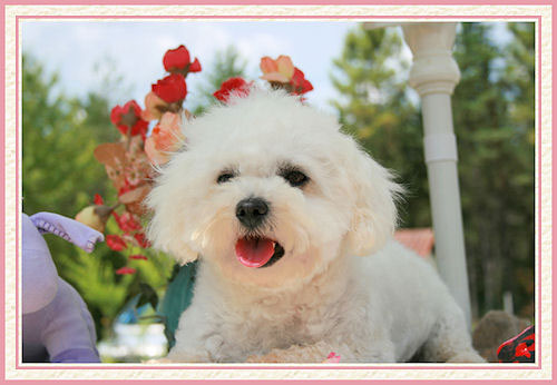 Un bichon
