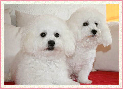 Un chien blanc couché
