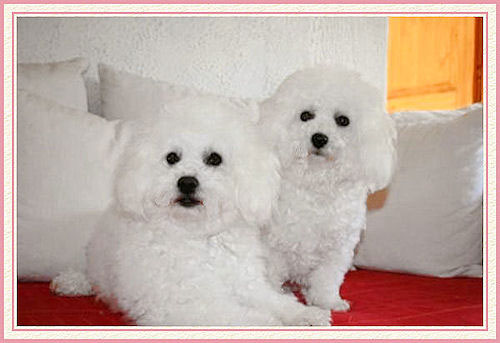 Deux chiens qui regardent
