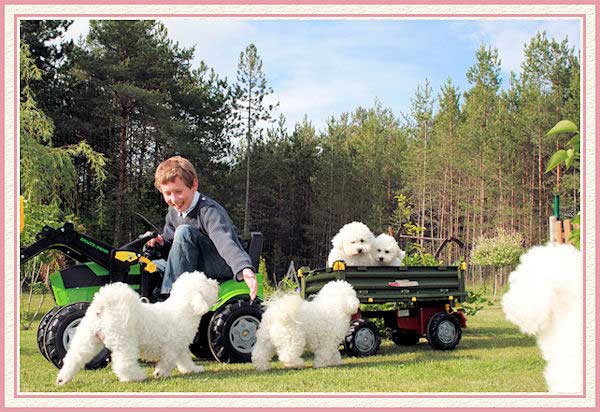 Bichons frisés au jardin