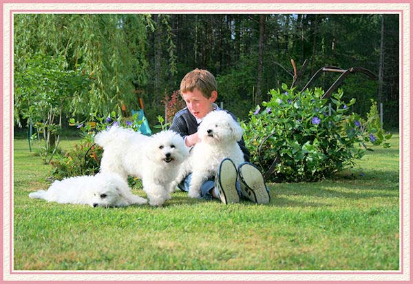 Un garçon et ses bichons