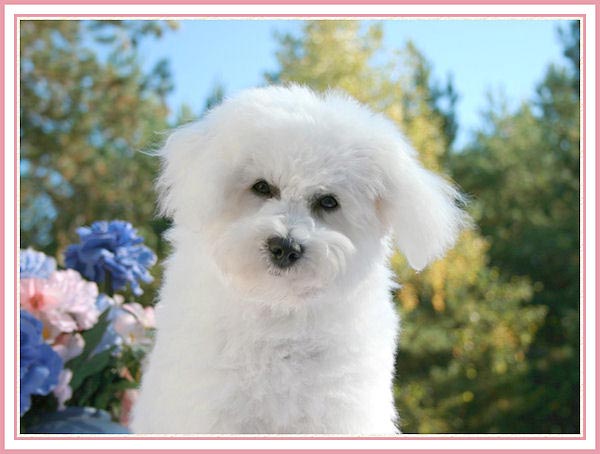 Un petit chien
