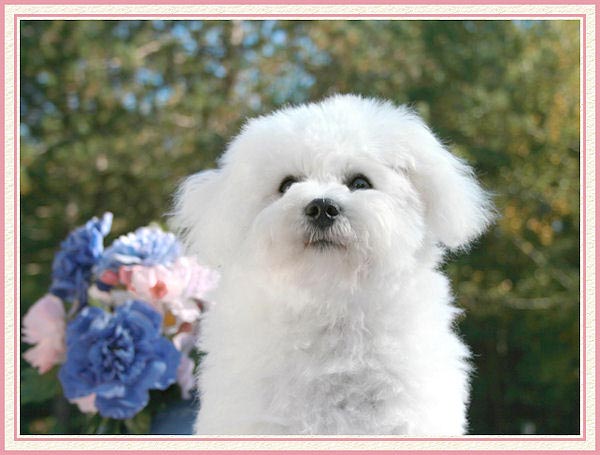 Un bichon qui regarde au loin