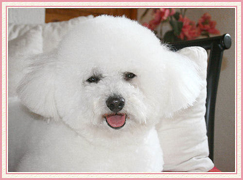 Un bichon bien toiletté