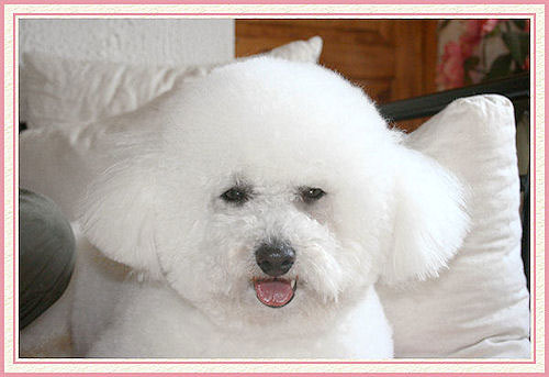 Un chien blanc avec une tête toute ronde