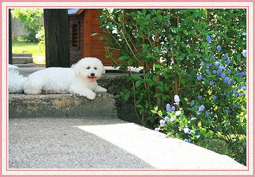 Un chien couché sur le trottoir