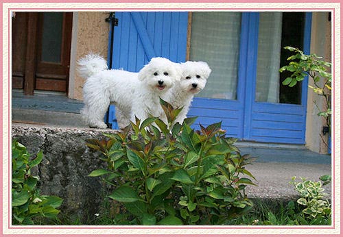Deux chiens blancs qui vous regardent