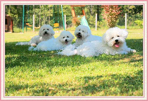 Des chiens blancs sur la pelouse