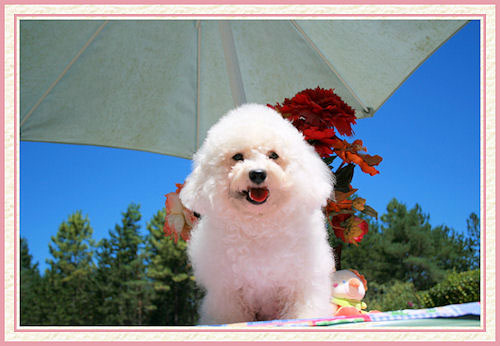 Un chien blanc sous un parasol