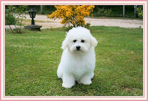 Un jeune bichon frisé