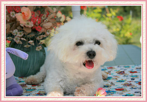 Un chien sur la table