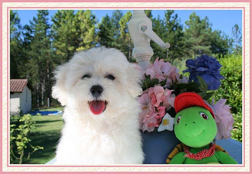 Un bichon blanc et sa peluche