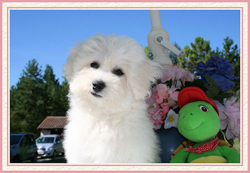 Un chien et une tortue en peluche