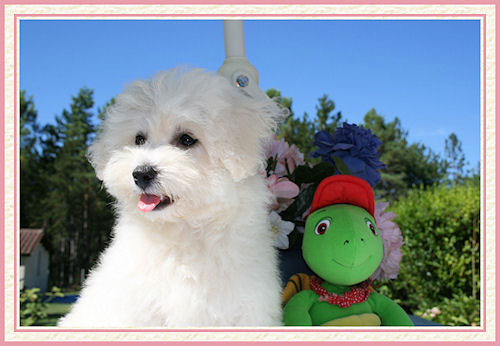 Un chien et sa peluche verte