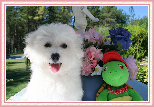 Un petit chien blanc