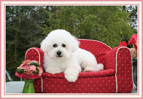 Un chien blanc sur un petit canapé rouge