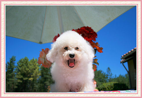 Un bichon qui baille