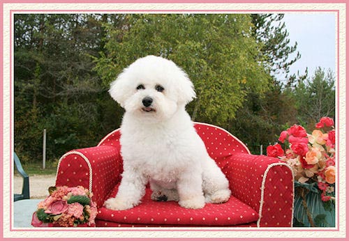 Un bichon assis sur un canapé