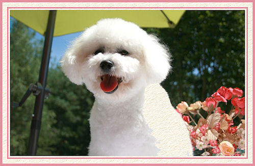 Un chien sous un parasol vert