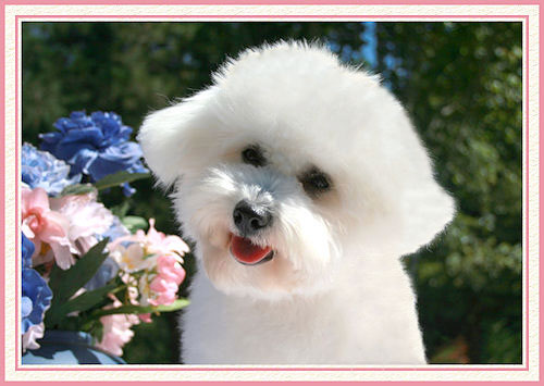 Le portrait d'un bichon frisé