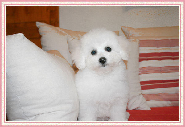 Un petit chiot sur un canapé rouge