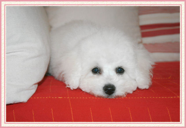 Un chiot blanc couché